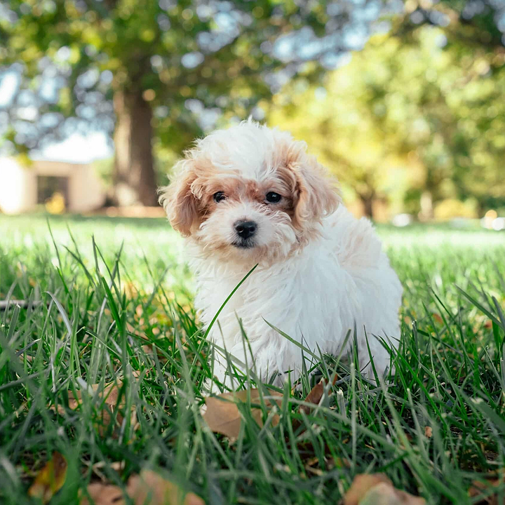 A Beautiful Maltipoo Puppy - Maltipoo Puppy Essentials