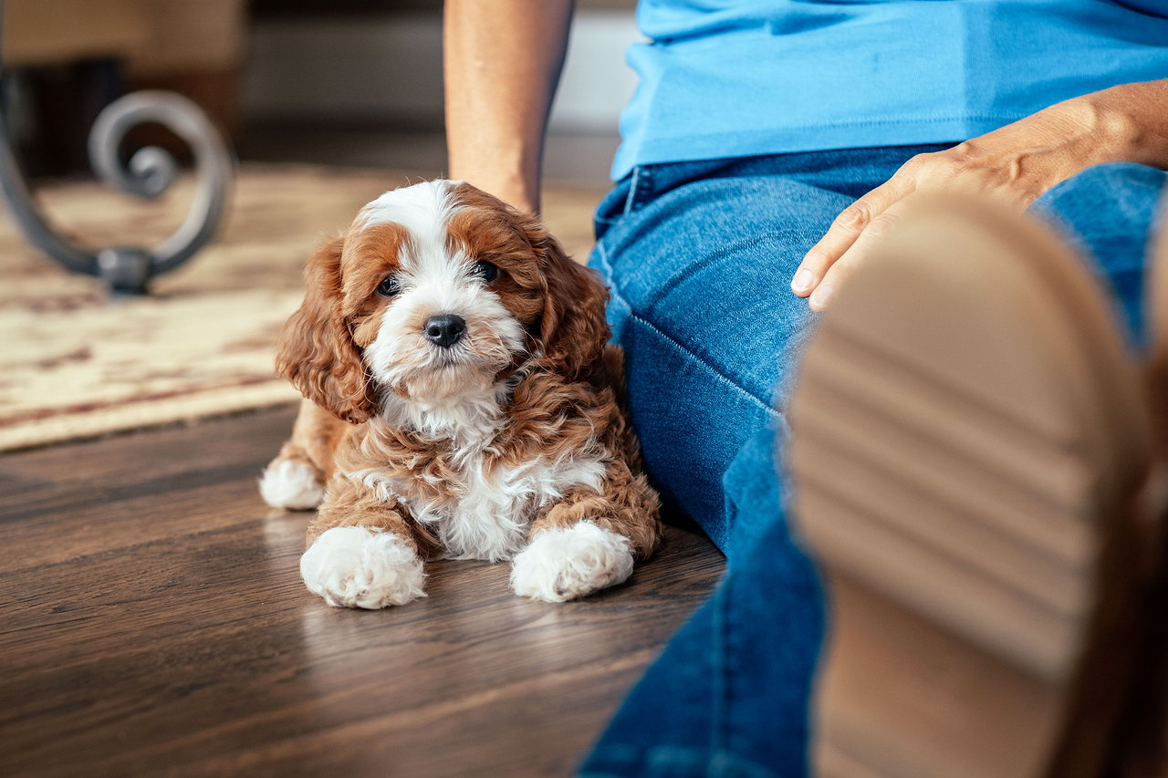 A Cavapoo Puppy Adopted by Family