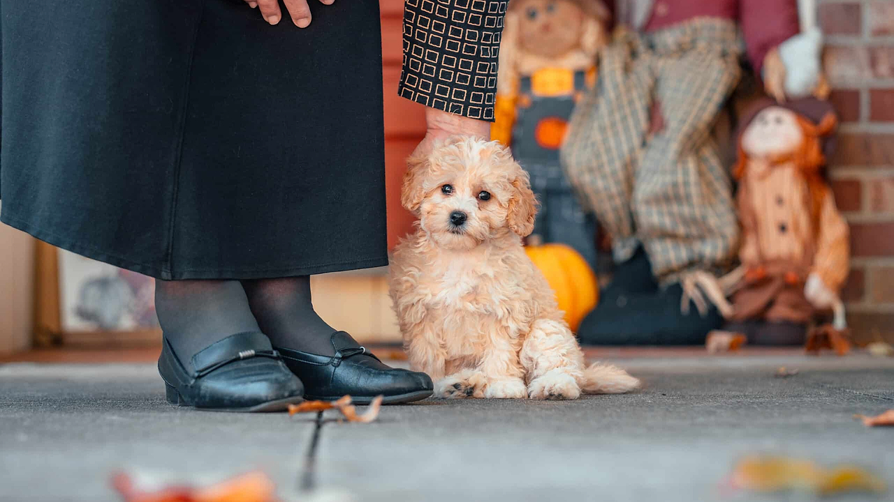 A Cute Maltipoo Puppy - Maltipoo Puppy Growth Stages