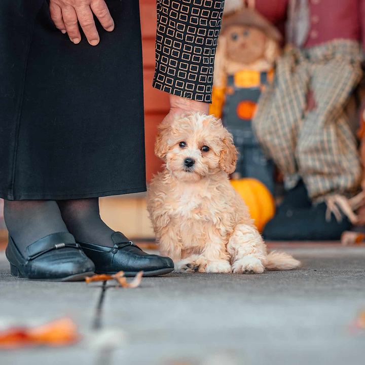 A Cute Maltipoo Puppy - Maltipoo Puppy Growth Stages