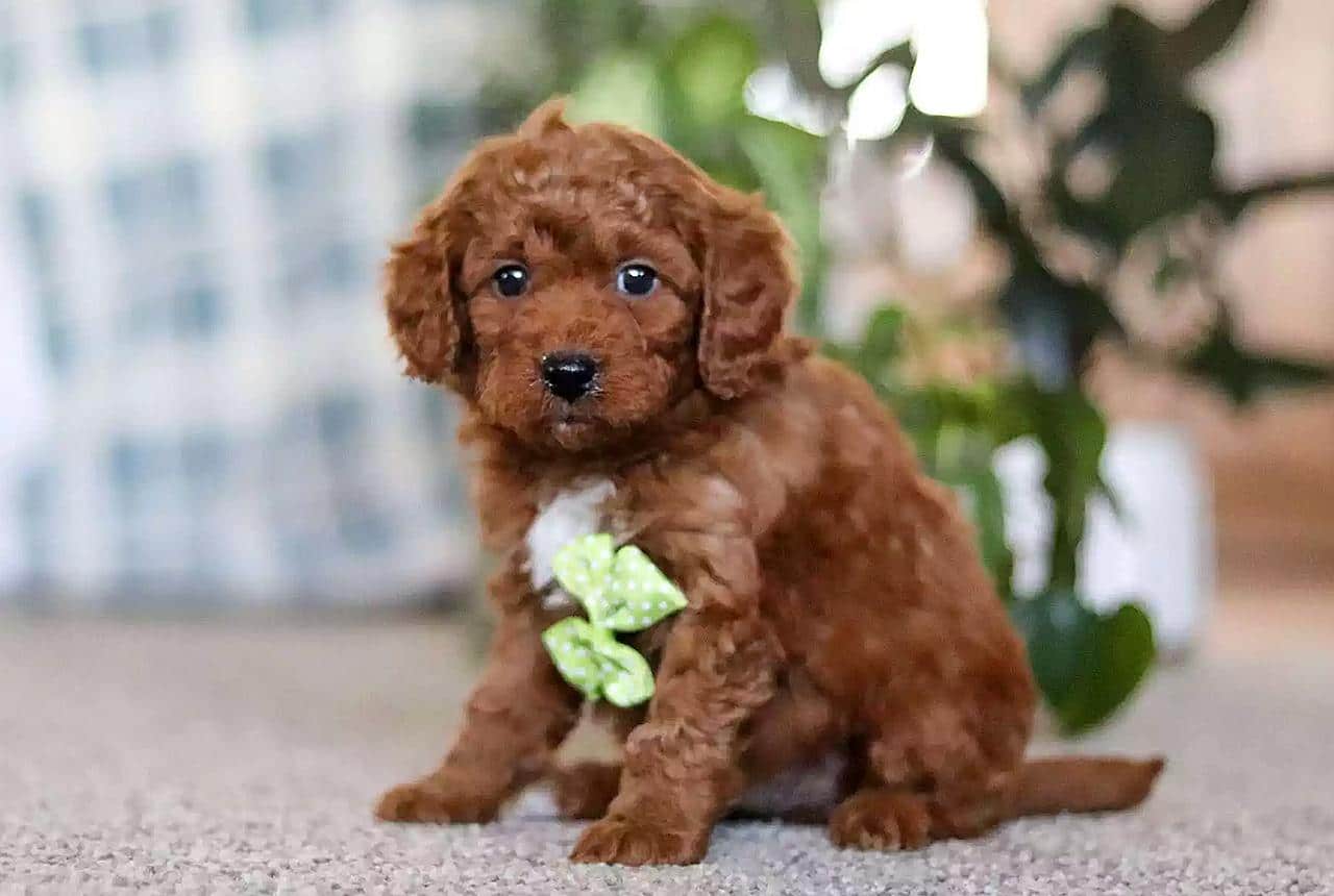 A Cute Micro Mini Golden Doodle Puppy