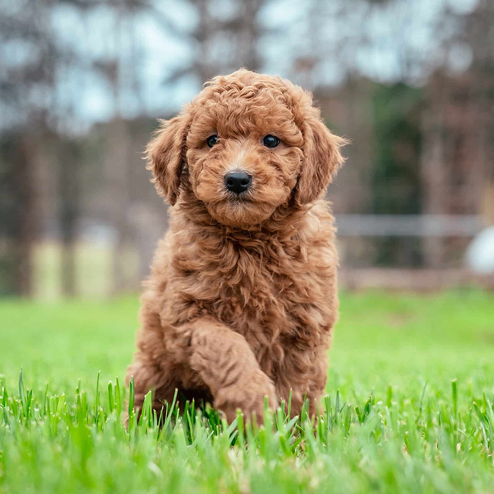 A Goldendoodle Puppy - Golden Doodle Fitness