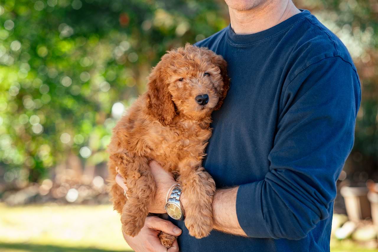 A Goldendoodle Puppy with Owner - Doodle Cost