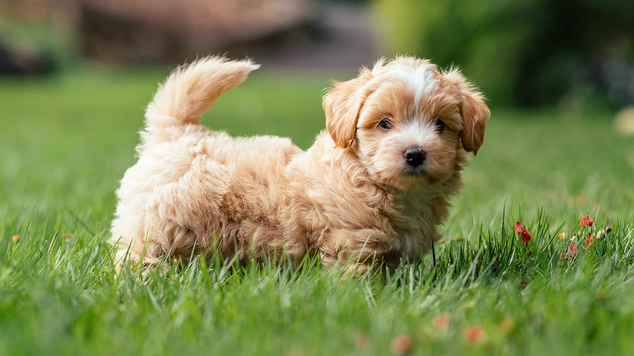 A Maltipoo Puppy - Doodle Puppies and Smart Tech