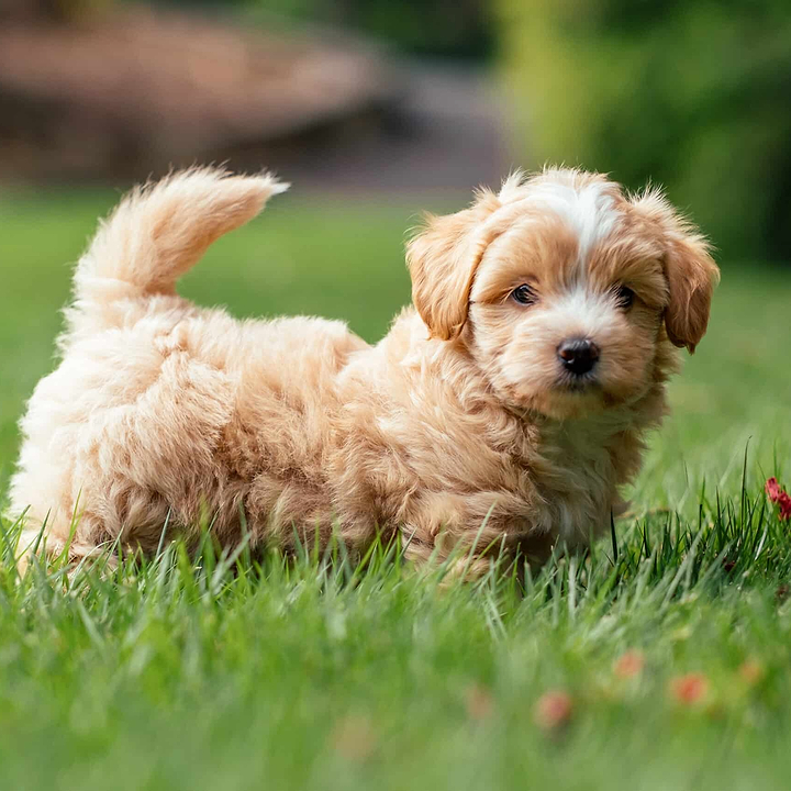 A Maltipoo Puppy - Doodle Puppies and Smart Tech