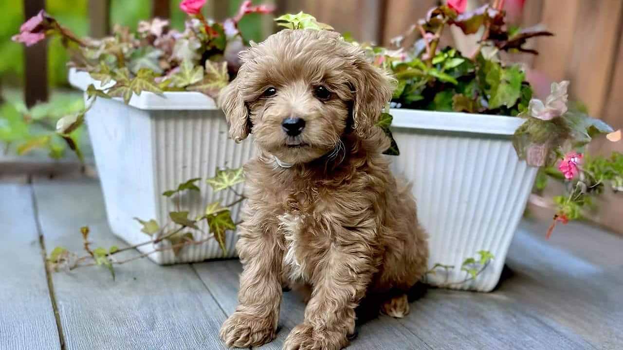 A Micro Mini Goldendoodle Puppy