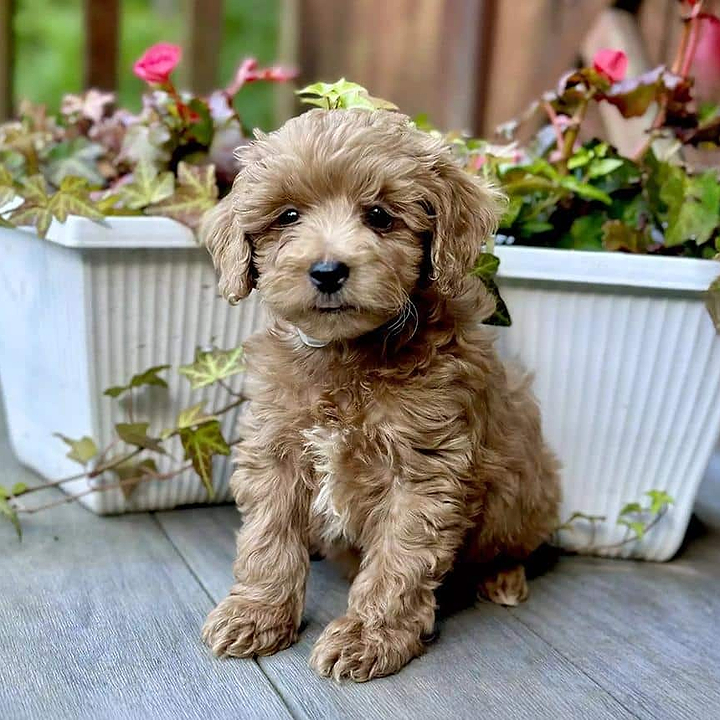 A Micro Mini Goldendoodle Puppy