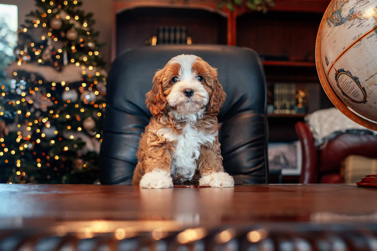 Cavapoo Christmas Puppy - A Christmas Doodle