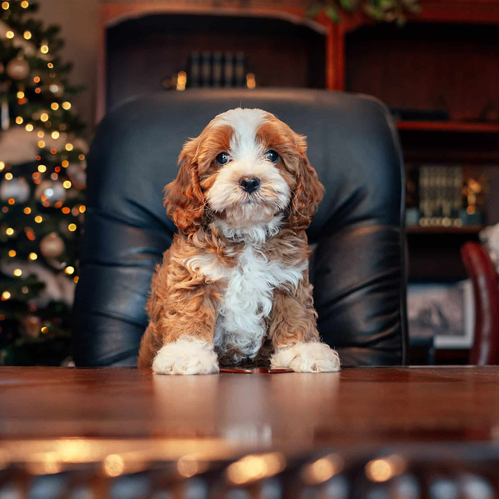 Cavapoo Christmas Puppy - A Christmas Doodle
