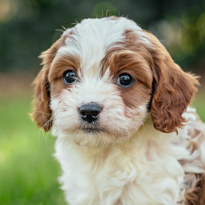 Doodle Breeder Innovation