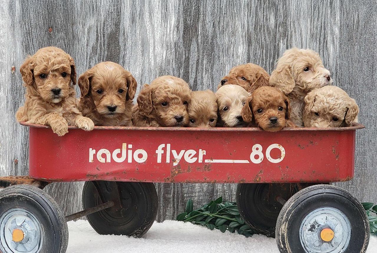 Micro Mini Goldendoodle