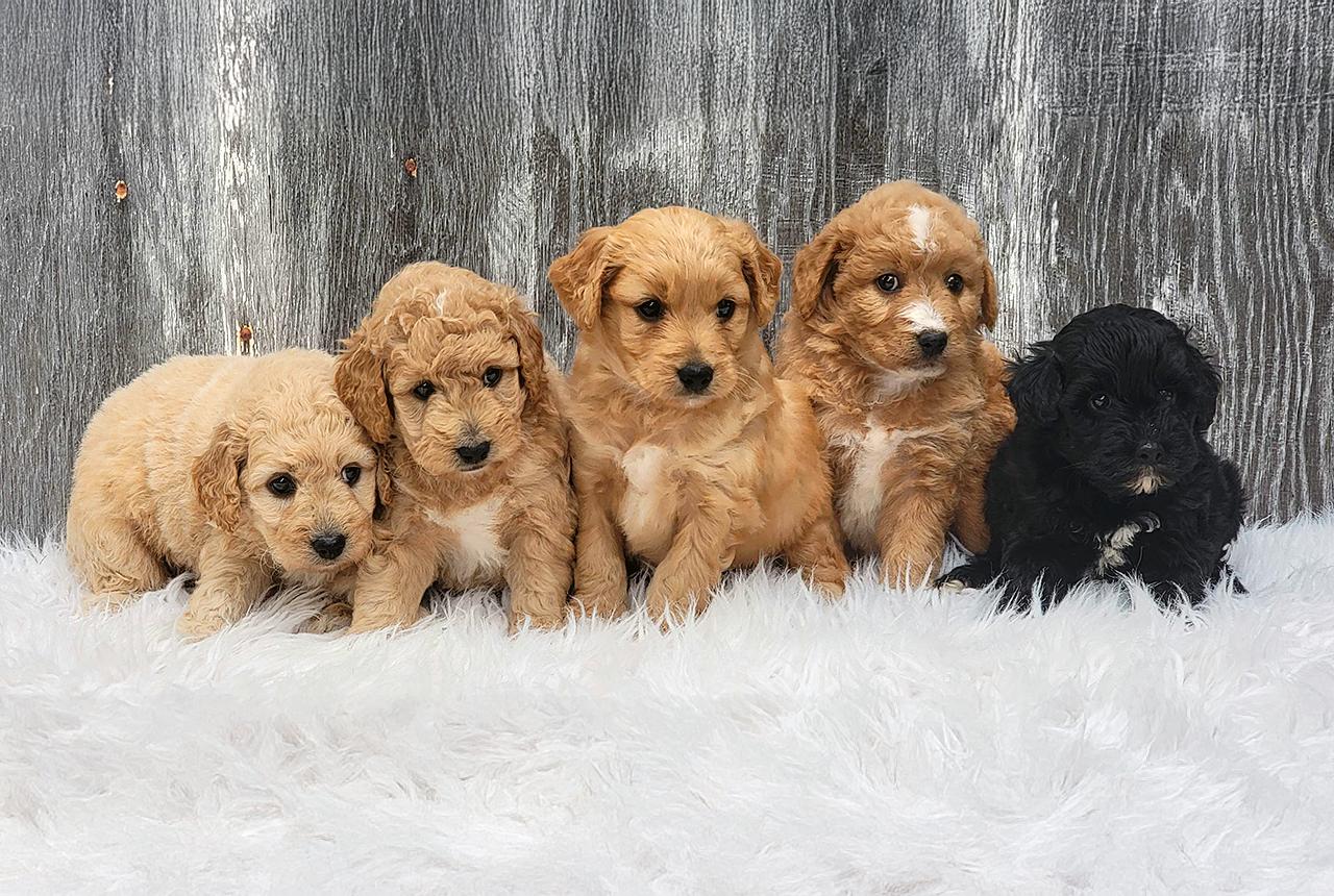 Micro Mini Goldendoodle Puppies for Sale