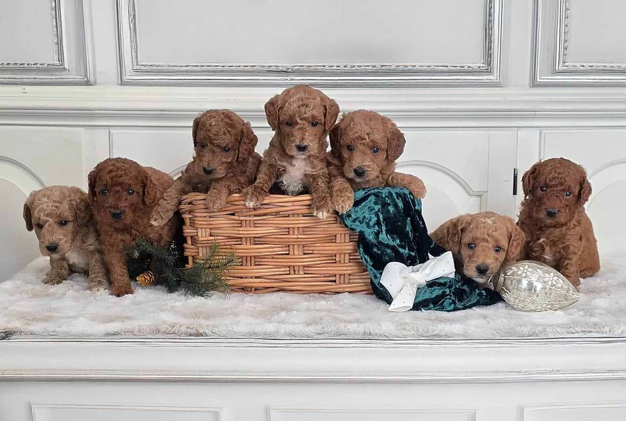 Micro Mini Goldendoodle