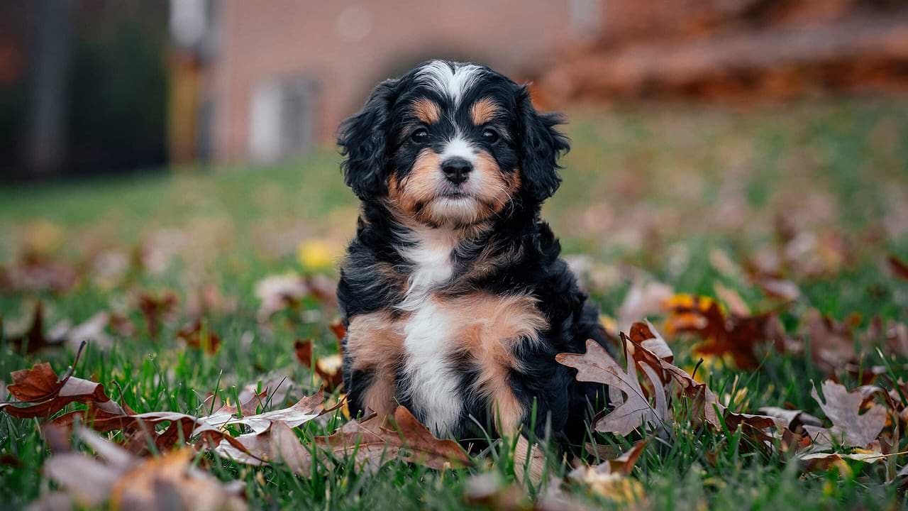 A beautiful Bernedoodle Puppy in Backyard - Rise of Bernedoodle