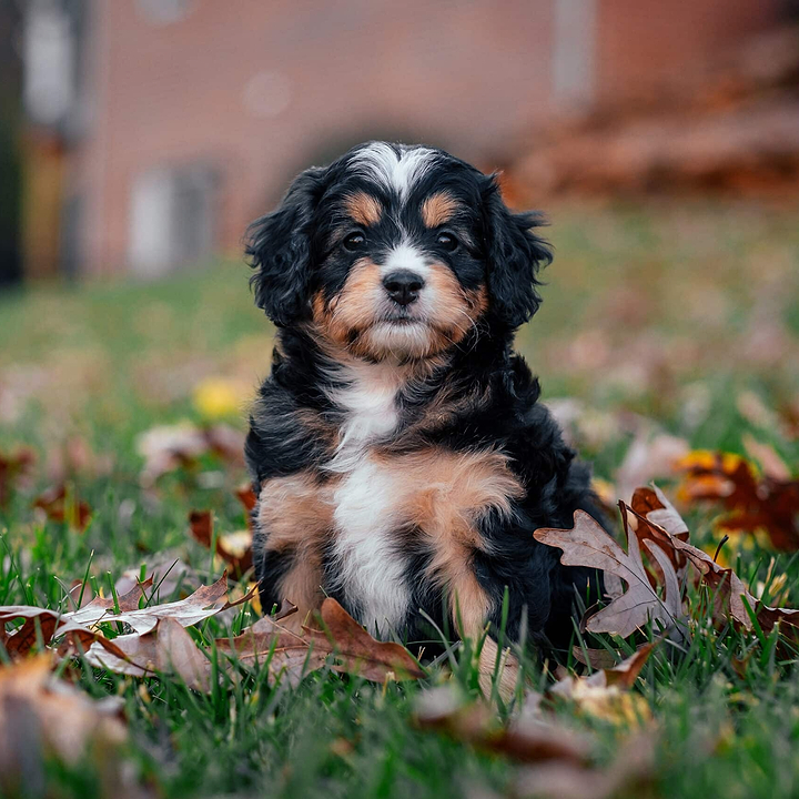 A beautiful Bernedoodle Puppy in Backyard - Rise of Bernedoodle