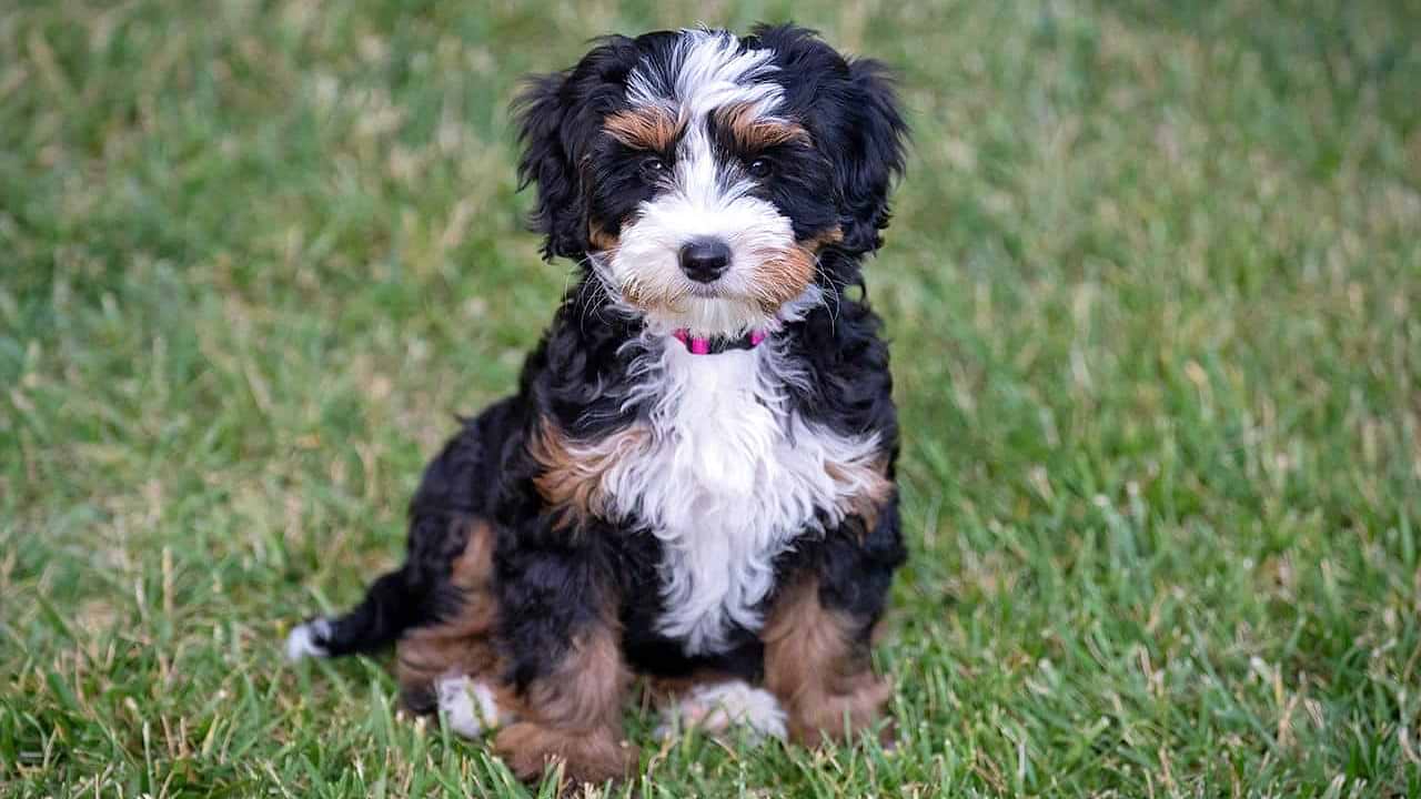 Ultra Bernedoodle Puppy