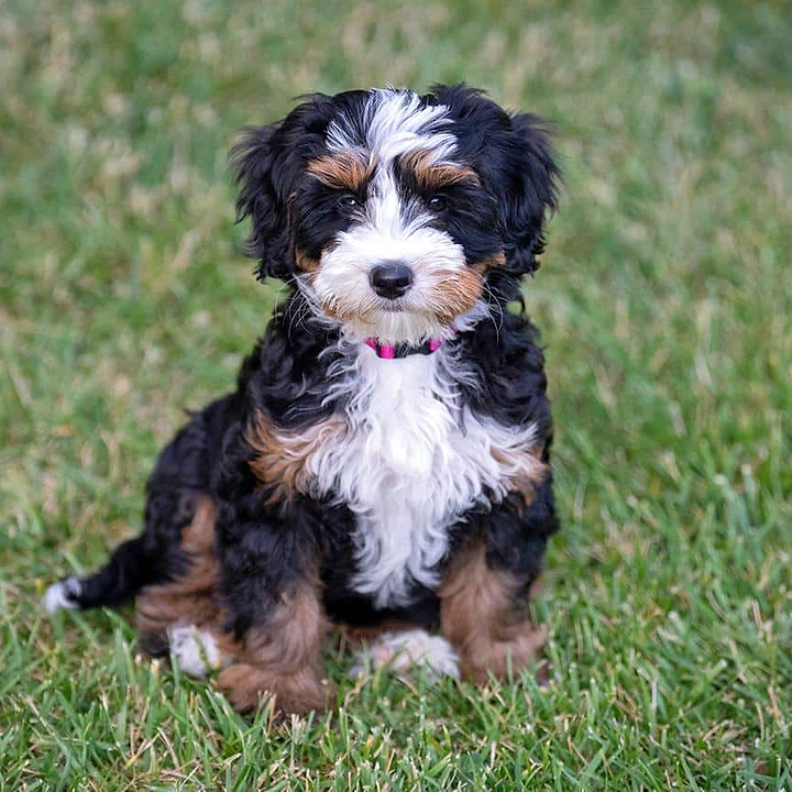 Ultra Bernedoodle Puppy