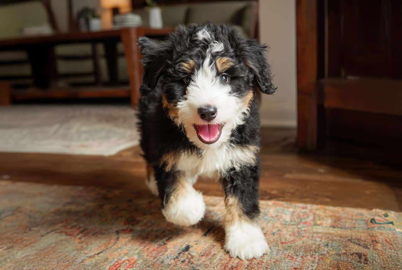 Ultra Bernedoodle in Room
