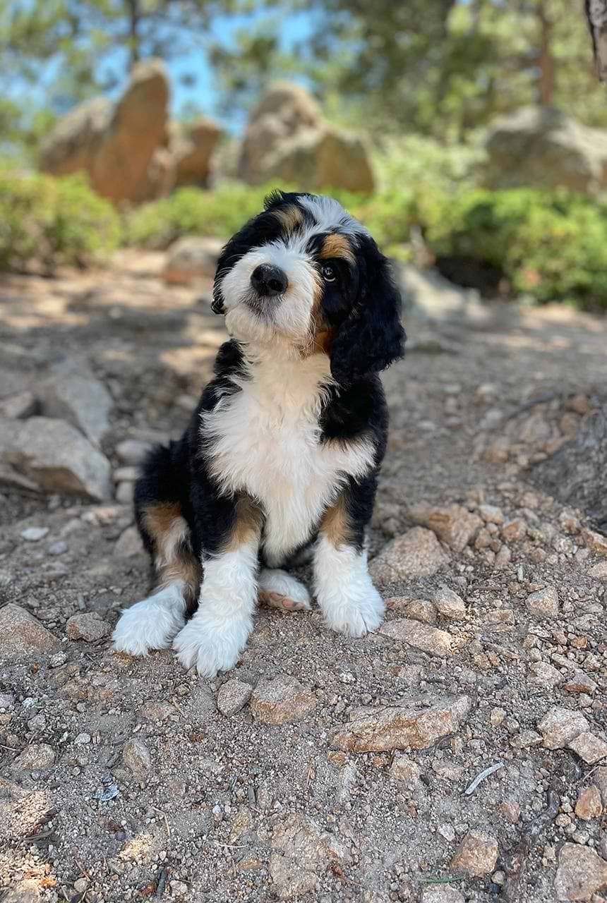 Bernedoodle Ultra Dog