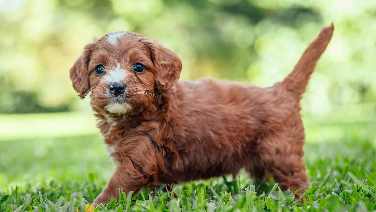 A Cavapoo Puppy - Cavapoo Trends