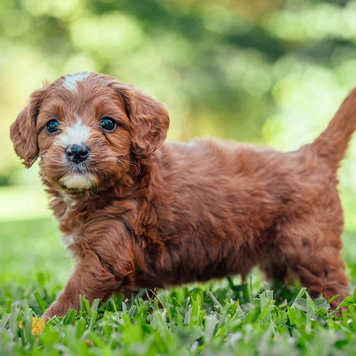 A Cavapoo Puppy - Cavapoo Trends