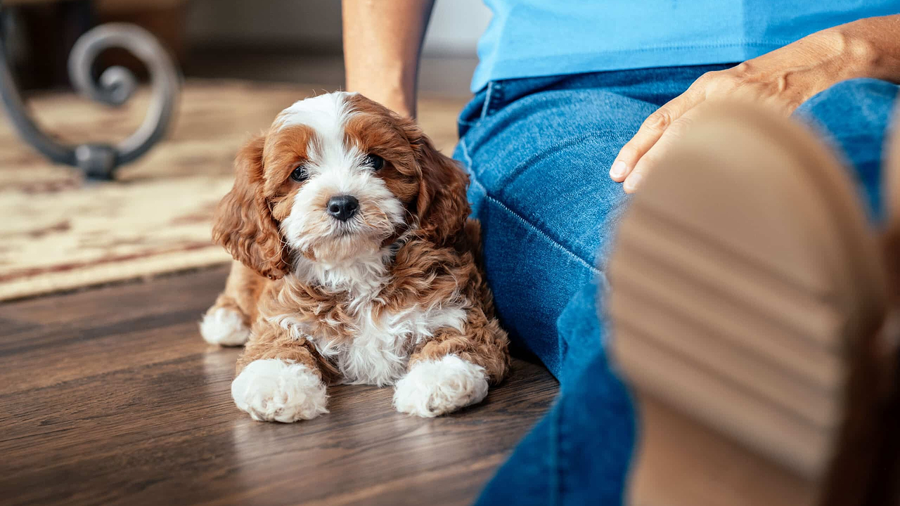 A Cavapoo Puppy - Small Doodles City Living