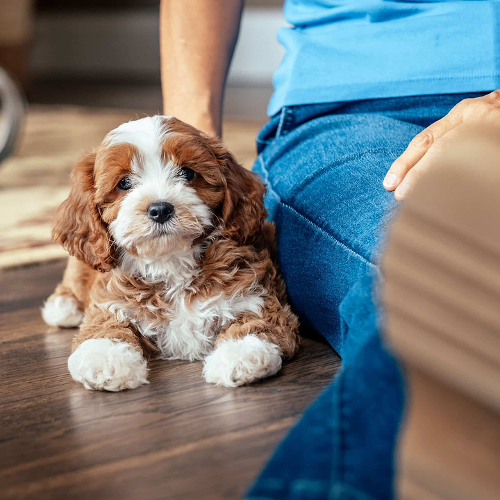 A Cavapoo Puppy - Small Doodles City Living