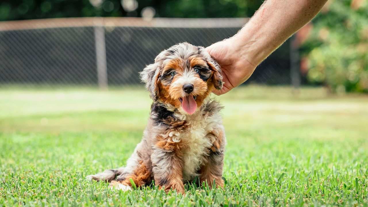 Aussiedoodle Puppy - WInter Grooming for Doodle