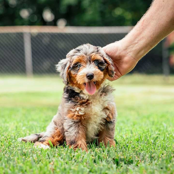 Aussiedoodle Puppy - WInter Grooming for Doodle