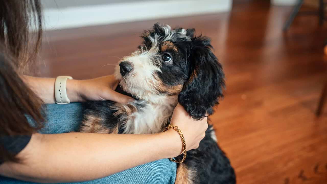 Bernedoodle Tech Lifestyle