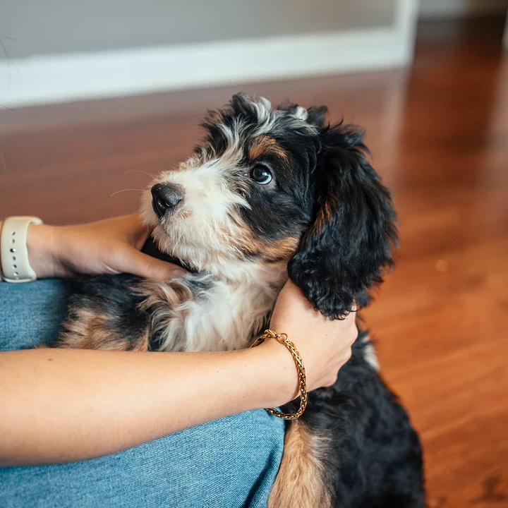Bernedoodle Tech Lifestyle