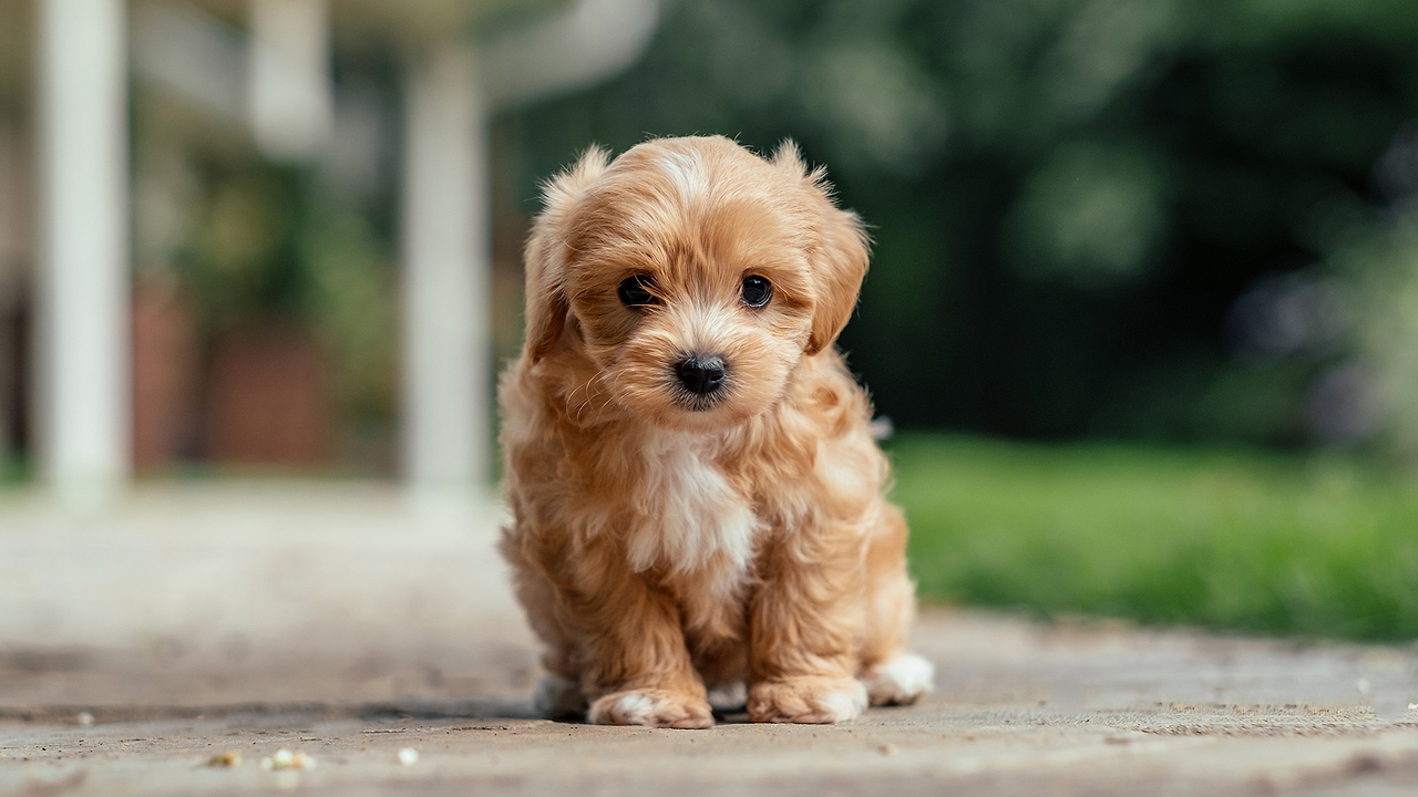 Maltipoo Puppies Appeal