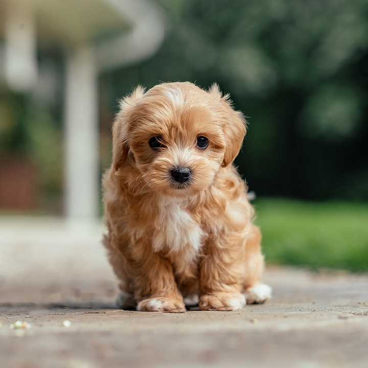 Maltipoo Puppies Appeal