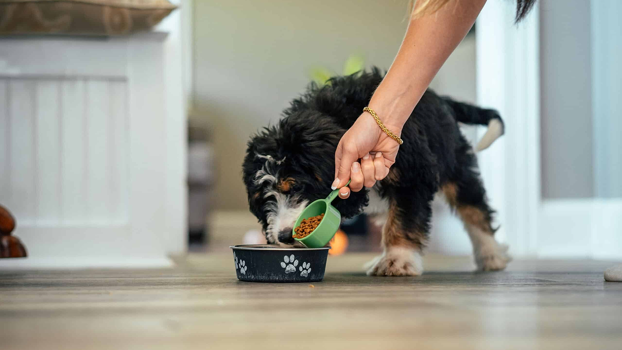 Feeding Bernedoodle - Pawsitive Doodle Health Guide