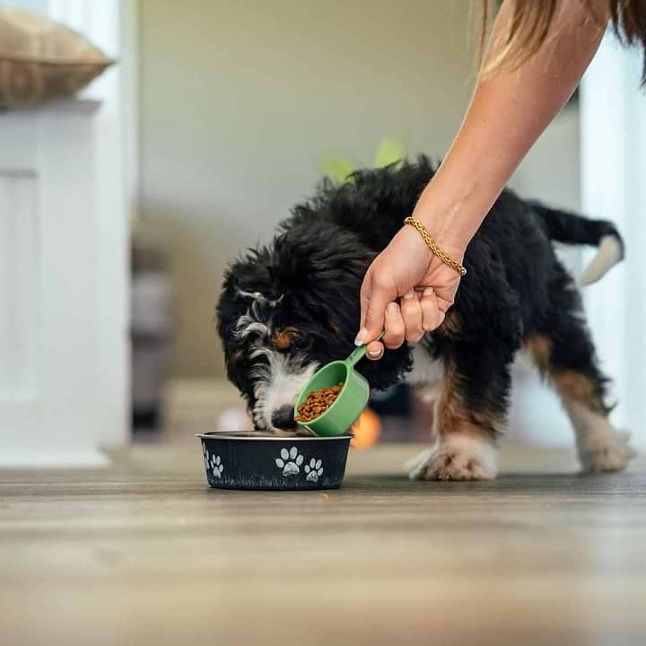 Feeding Bernedoodle - Pawsitive Doodle Health Guide