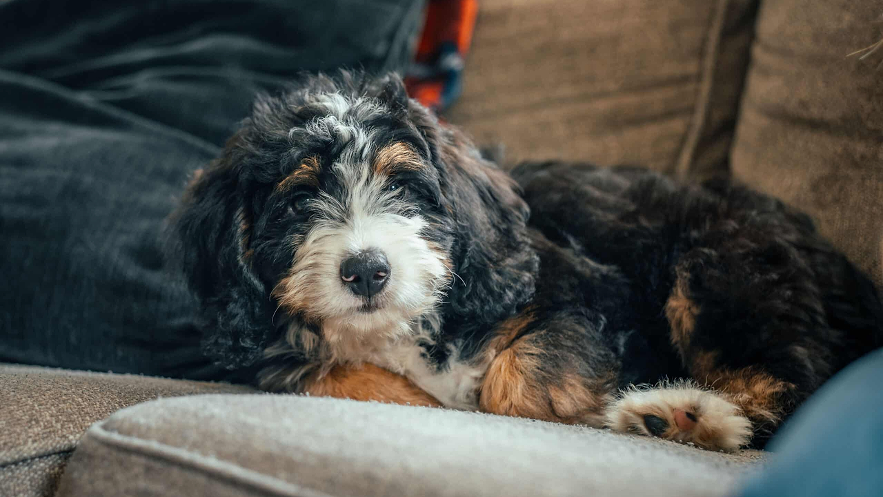 Bernedoodle - Cold Weather Potty Training