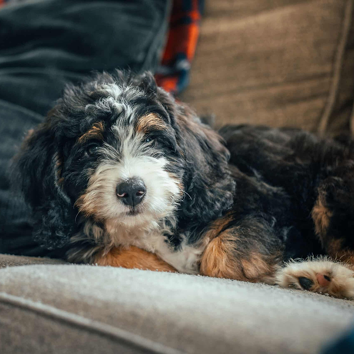 Bernedoodle - Cold Weather Potty Training