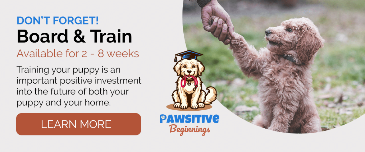 Pawsitive Beginnings - Board & Train