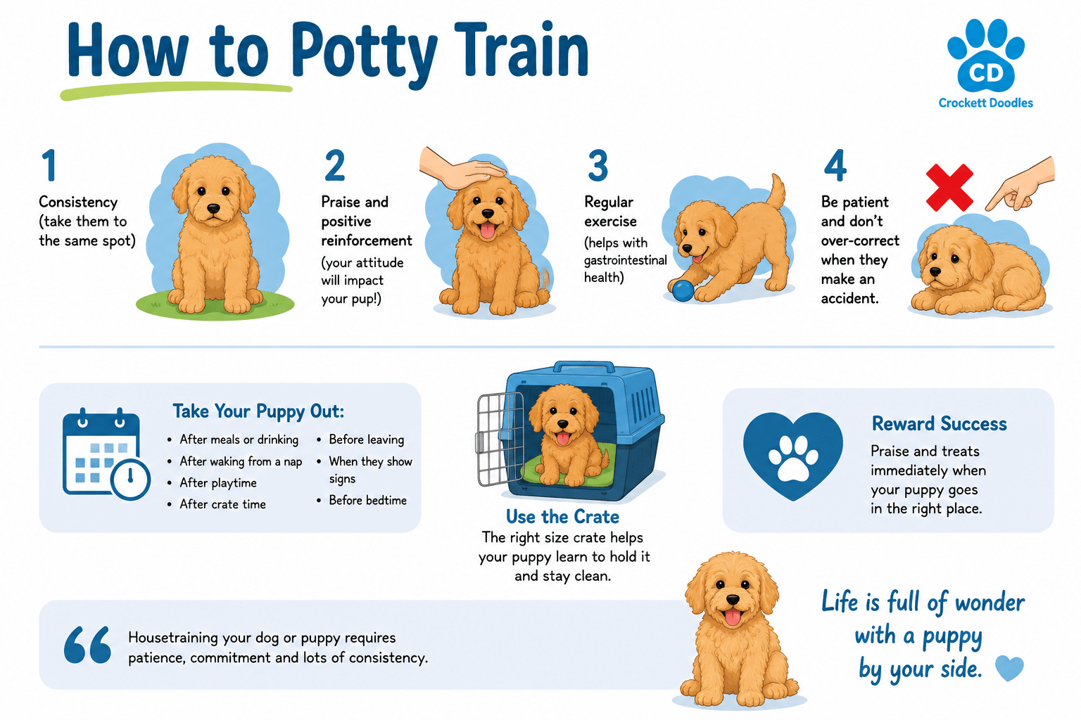 How to potty train a dog - infographic - Potty Training
