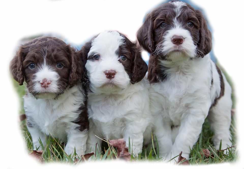 Best Caption for Springerdoodle Puppies