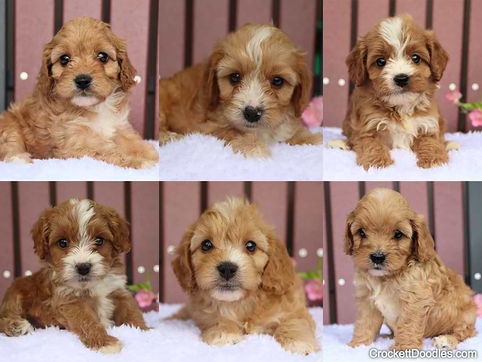 Litter of six Mini Cavapoos (aka Toy Cavapoos) from Crockett Doodles
