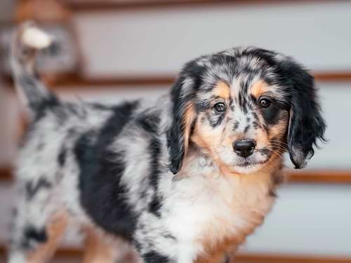 Merle Aussiedoodle Puppy