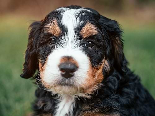 Bernedoodle Puppies for Sale