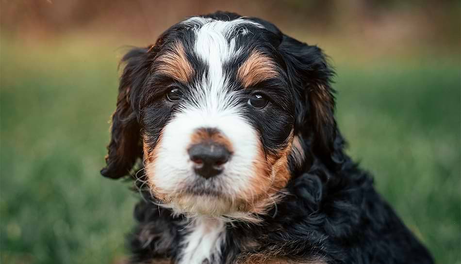 Bernedoodle Puppies for Sale