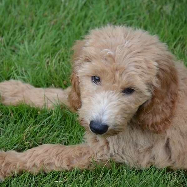 Apricot Goldendoodle