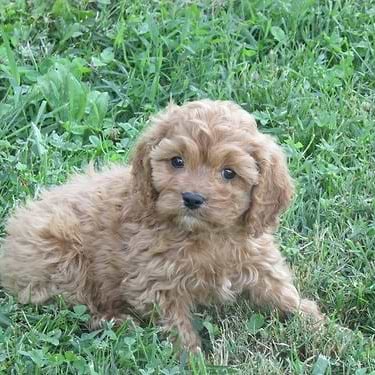 Apricot Cavapoo