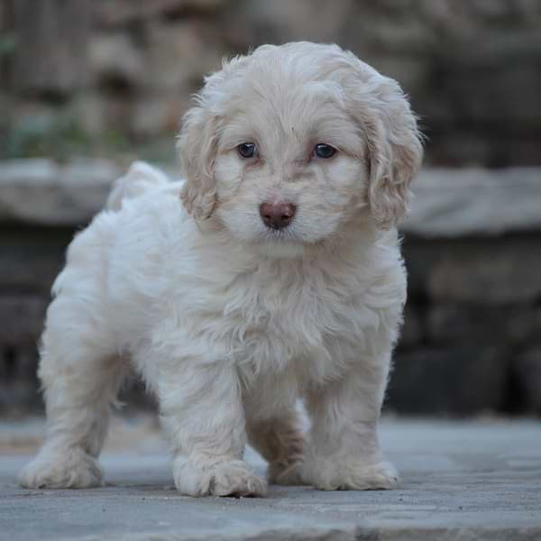 Solid Cream Cockapoo