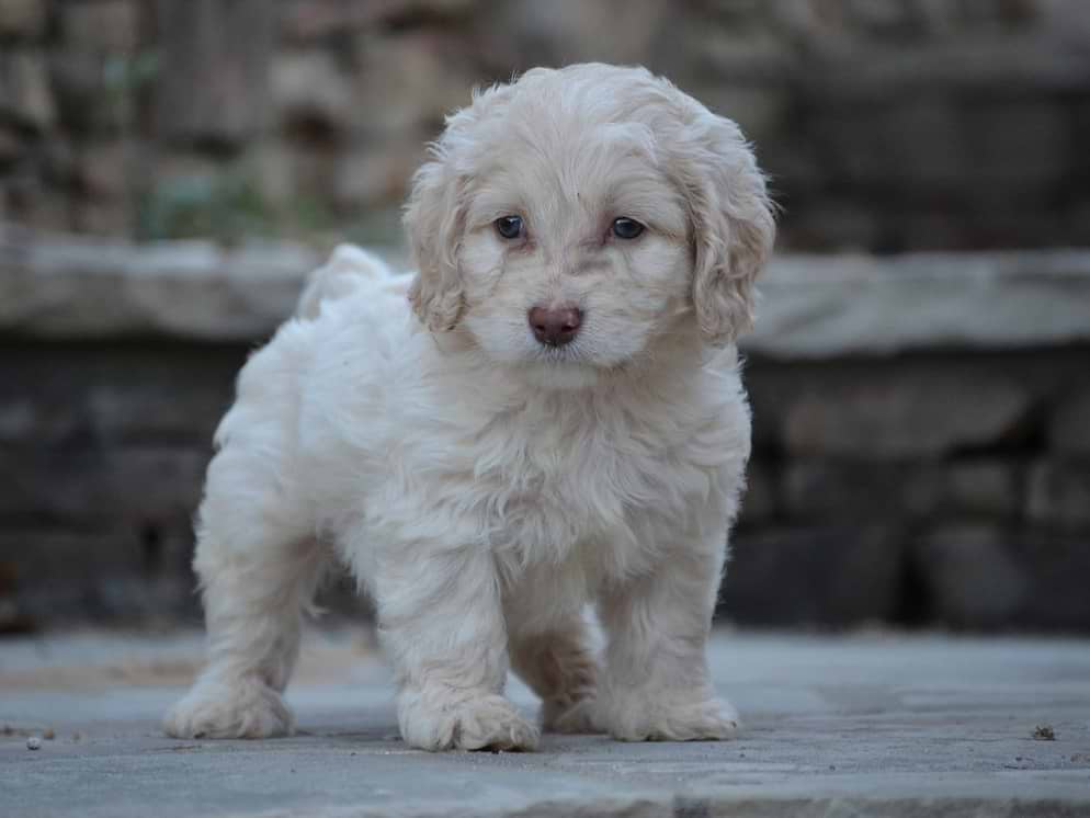 Wicket Cockapoo Cockapoo Puppies For Sale — Family-Raised Cockapoos