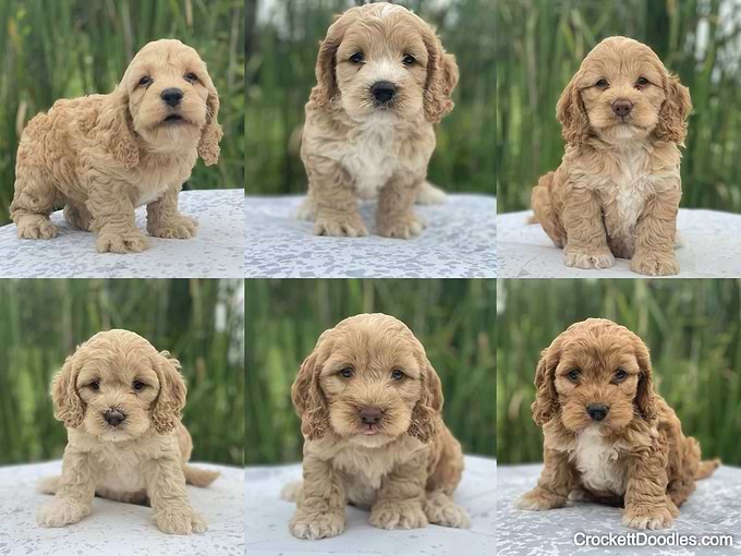 F1 Cockapoo Litter from Crockett Doodles