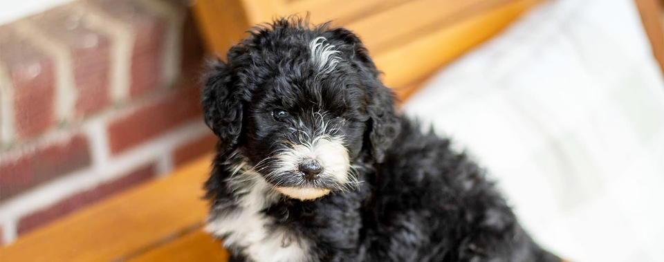 Aussidoodle Puppy